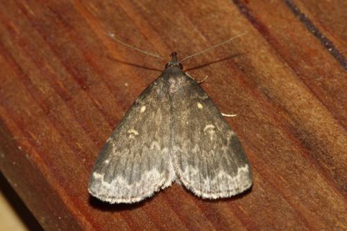 Idia lubricalis
